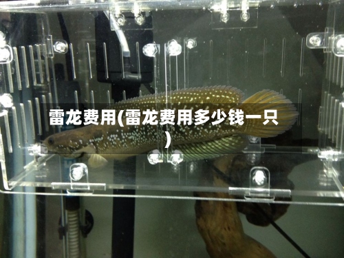 雷龙费用(雷龙费用多少钱一只)-第2张图片