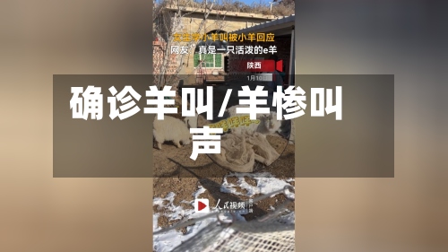 确诊羊叫/羊惨叫声