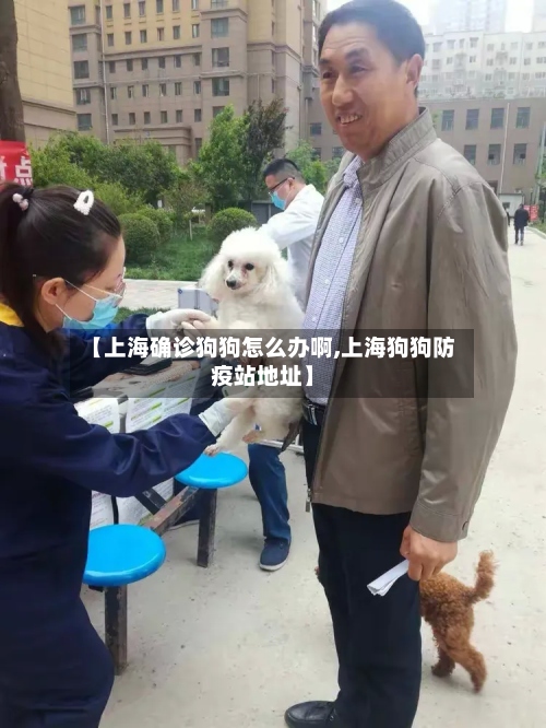 【上海确诊狗狗怎么办啊,上海狗狗防疫站地址】