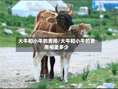 大牛和小牛的费用/大牛和小牛的费用相差多少