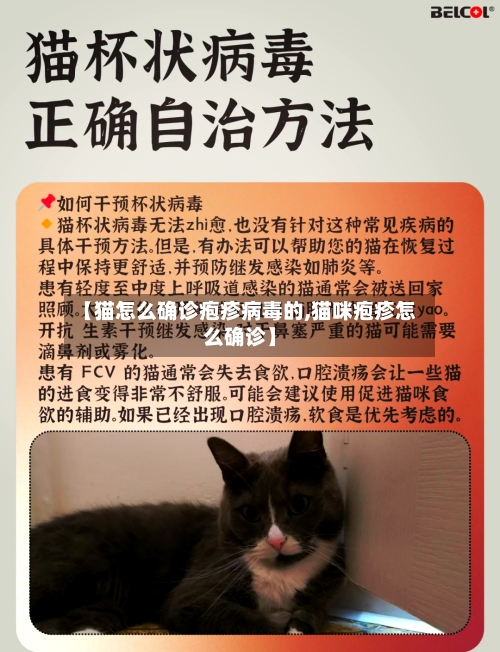 【猫怎么确诊疱疹病毒的,猫咪疱疹怎么确诊】