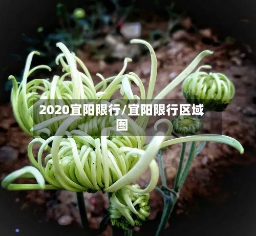 2020宜阳限行/宜阳限行区域图-第2张图片