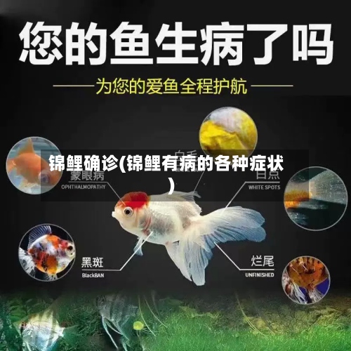 锦鲤确诊(锦鲤有病的各种症状)-第3张图片