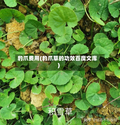 豹爪费用(豹爪草的功效百度文库)-第3张图片
