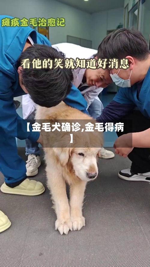 【金毛犬确诊,金毛得病】