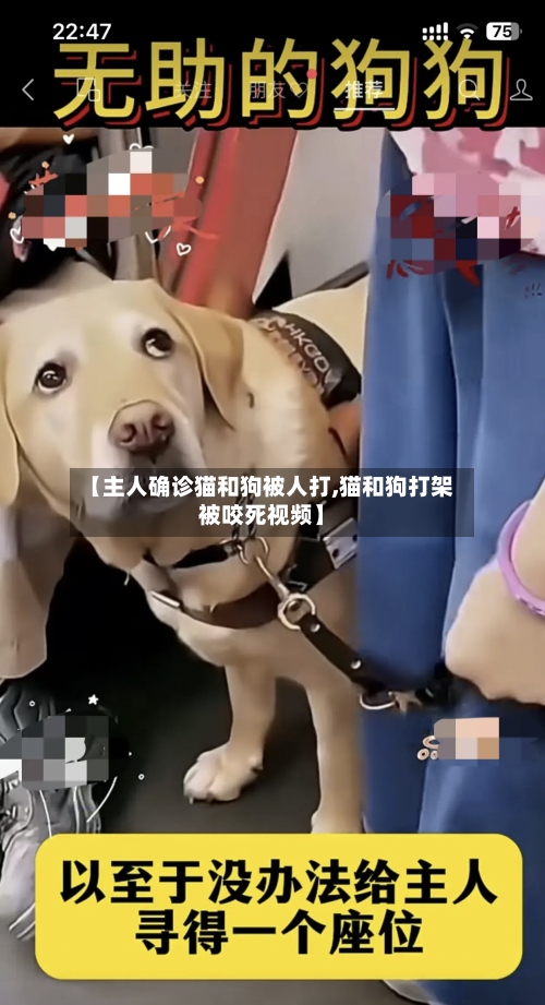 【主人确诊猫和狗被人打,猫和狗打架被咬死视频】-第2张图片