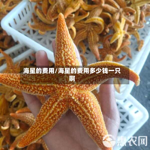海星的费用/海星的费用多少钱一只啊