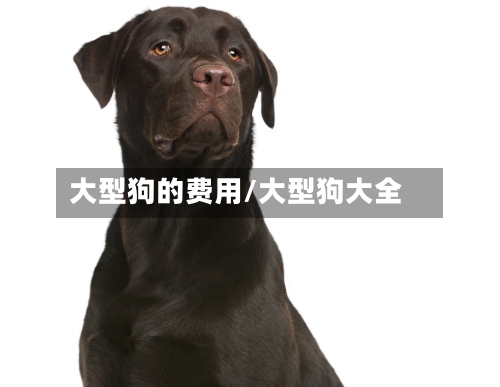 大型狗的费用/大型狗大全
