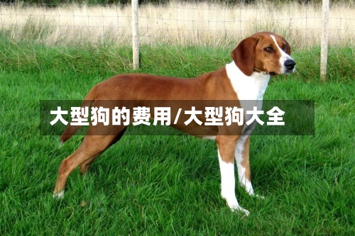 大型狗的费用/大型狗大全-第2张图片