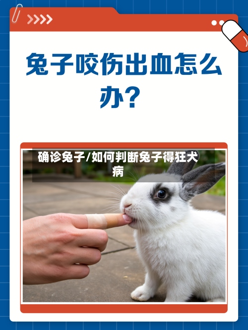 确诊兔子/如何判断兔子得狂犬病
