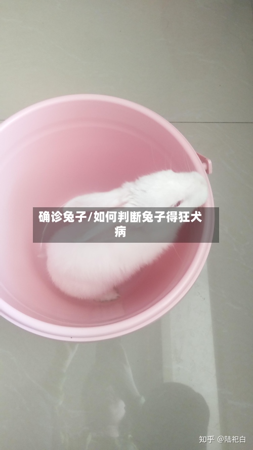 确诊兔子/如何判断兔子得狂犬病-第2张图片