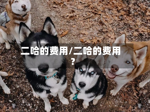 二哈的费用/二哈的费用?-第3张图片