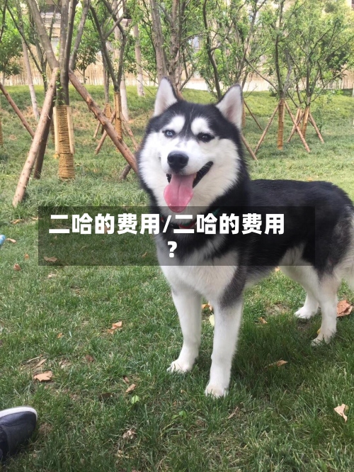 二哈的费用/二哈的费用?-第2张图片