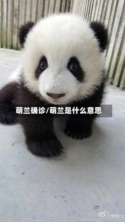 萌兰确诊/萌兰是什么意思-第2张图片