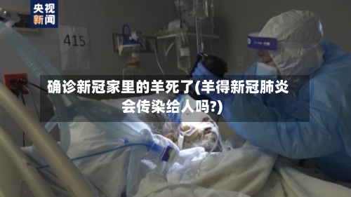 确诊新冠家里的羊死了(羊得新冠肺炎会传染给人吗?)