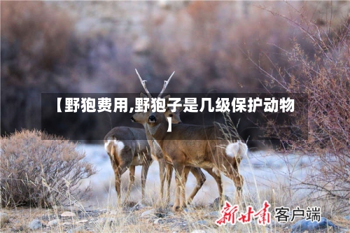 【野狍费用,野狍子是几级保护动物】-第3张图片