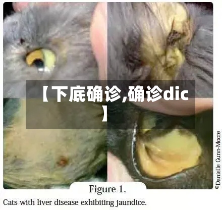 【下底确诊,确诊dic】