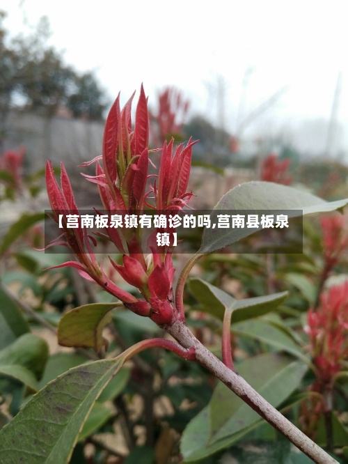 【莒南板泉镇有确诊的吗,莒南县板泉镇】-第2张图片