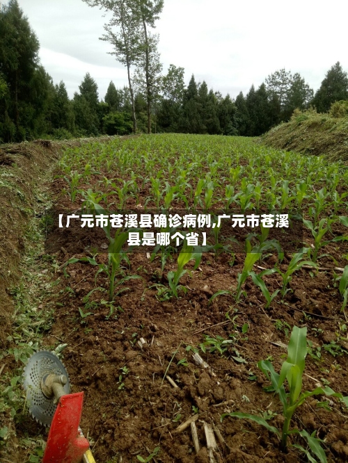 【广元市苍溪县确诊病例,广元市苍溪县是哪个省】-第3张图片