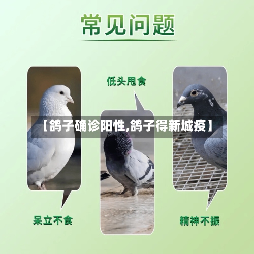 【鸽子确诊阳性,鸽子得新城疫】-第2张图片