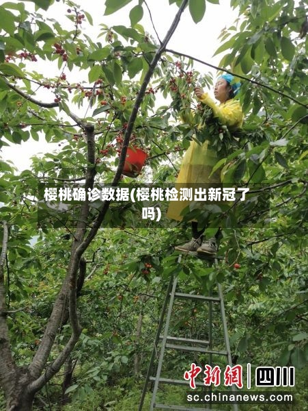 樱桃确诊数据(樱桃检测出新冠了吗)-第2张图片