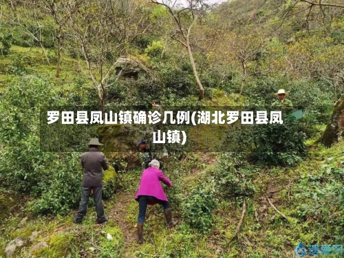 罗田县凤山镇确诊几例(湖北罗田县凤山镇)-第2张图片