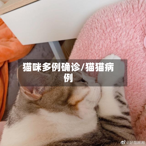 猫咪多例确诊/猫猫病例-第2张图片