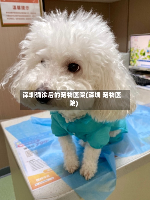 深圳确诊后的宠物医院(深圳 宠物医院)