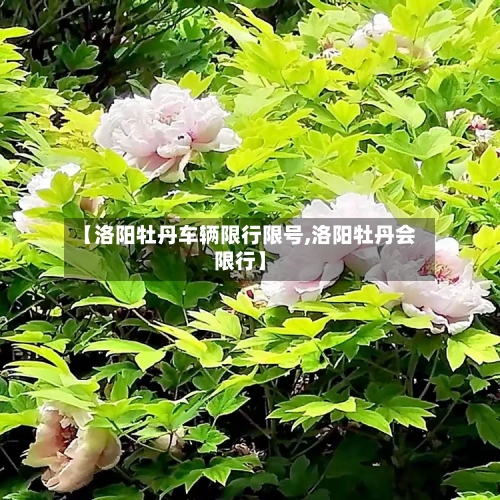 【洛阳牡丹车辆限行限号,洛阳牡丹会限行】-第3张图片
