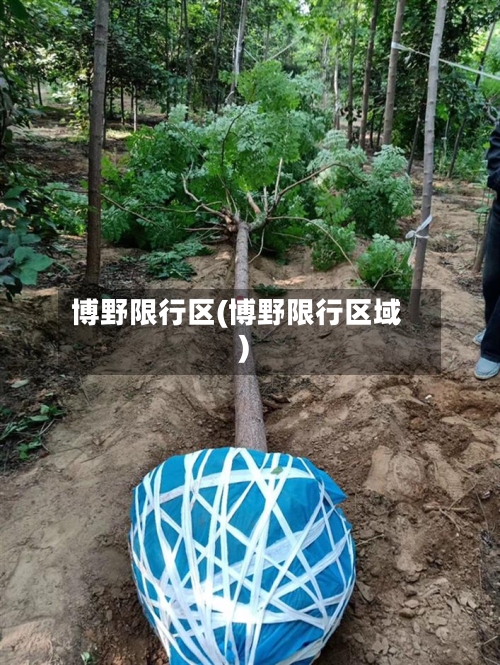 博野限行区(博野限行区域)-第2张图片