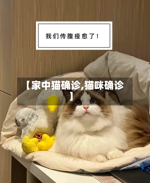 【家中猫确诊,猫咪确诊】
