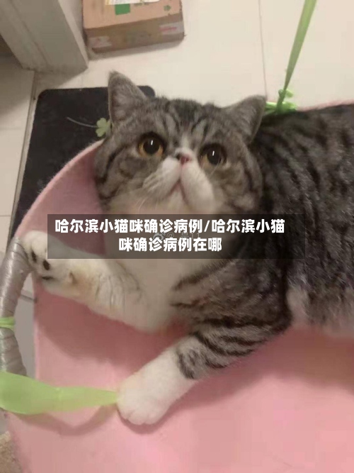 哈尔滨小猫咪确诊病例/哈尔滨小猫咪确诊病例在哪