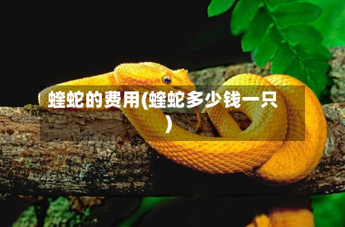 蝰蛇的费用(蝰蛇多少钱一只)