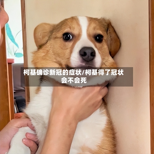 柯基确诊新冠的症状/柯基得了冠状会不会死