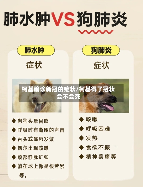 柯基确诊新冠的症状/柯基得了冠状会不会死-第2张图片
