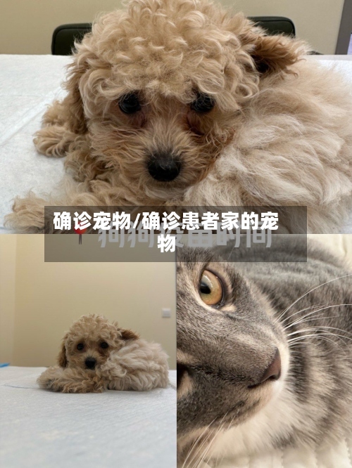 确诊宠物/确诊患者家的宠物