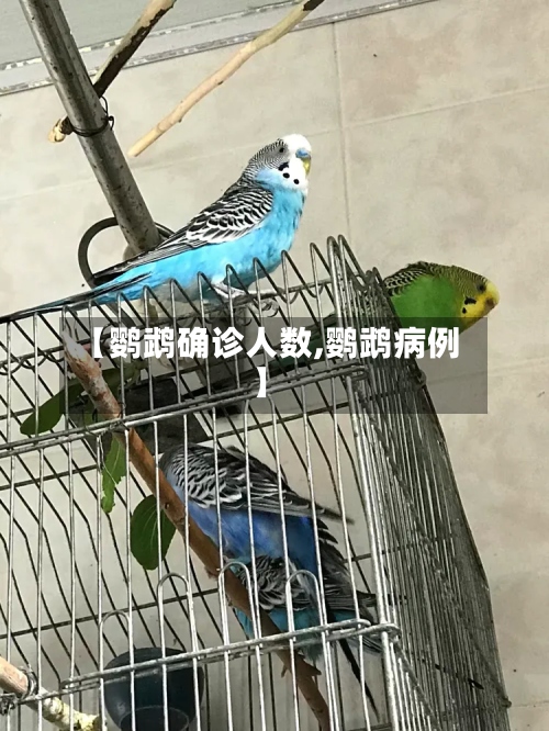 【鹦鹉确诊人数,鹦鹉病例】