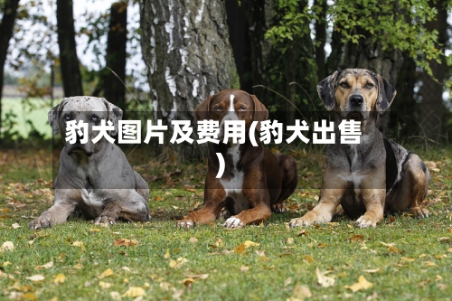 豹犬图片及费用(豹犬出售)-第2张图片