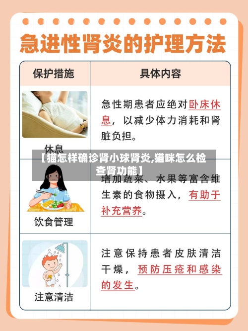 【猫怎样确诊肾小球肾炎,猫咪怎么检查肾功能】