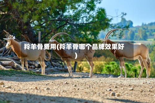羚羊骨费用(羚羊骨哪个品牌效果好)-第2张图片