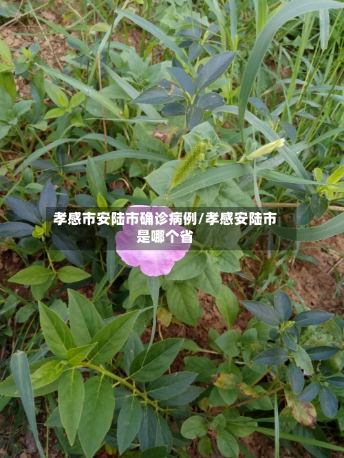 孝感市安陆市确诊病例/孝感安陆市是哪个省
