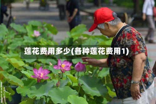 莲花费用多少(各种莲花费用1)