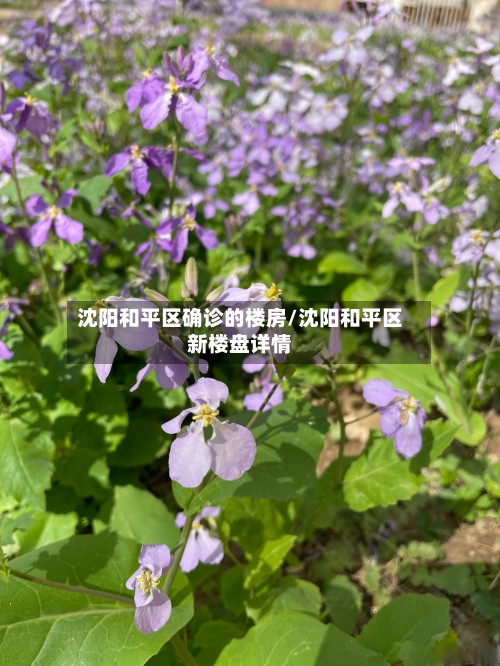 沈阳和平区确诊的楼房/沈阳和平区新楼盘详情-第3张图片