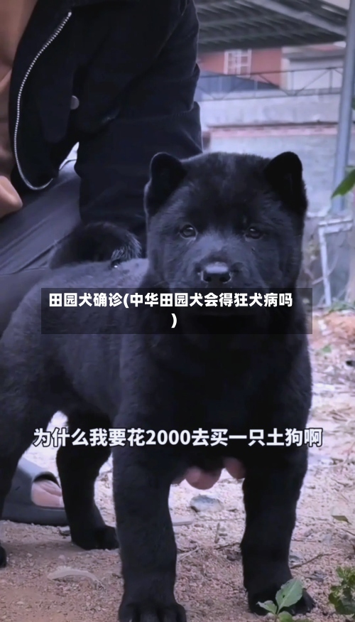 田园犬确诊(中华田园犬会得狂犬病吗)-第2张图片