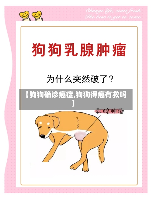 【狗狗确诊癌症,狗狗得癌有救吗】