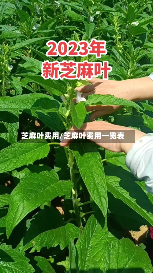 芝麻叶费用/芝麻叶费用一览表-第2张图片