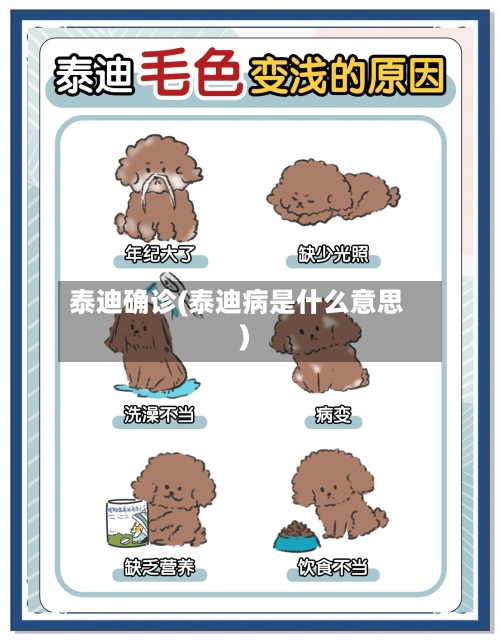 泰迪确诊(泰迪病是什么意思)-第2张图片