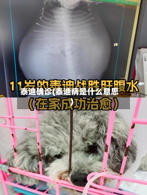 泰迪确诊(泰迪病是什么意思)