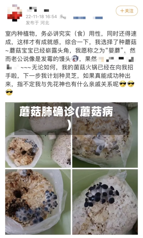 蘑菇肺确诊(蘑菇病)