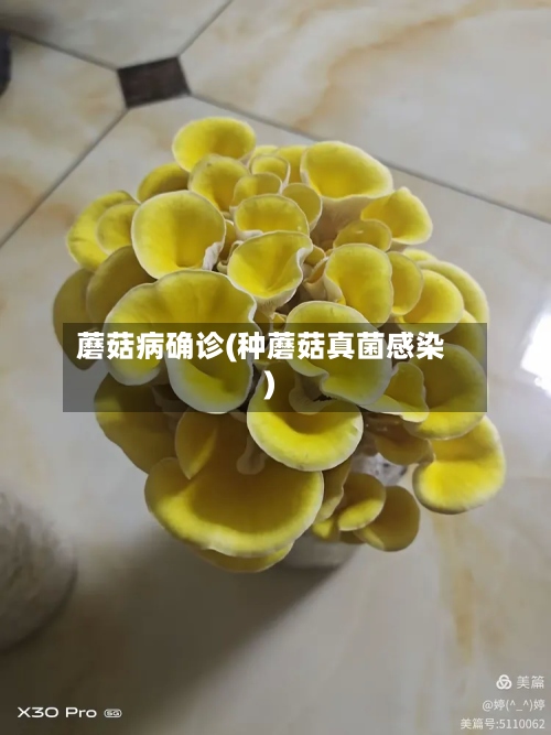蘑菇病确诊(种蘑菇真菌感染)